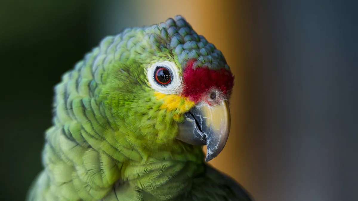 Blog · Animales para describir a la gente