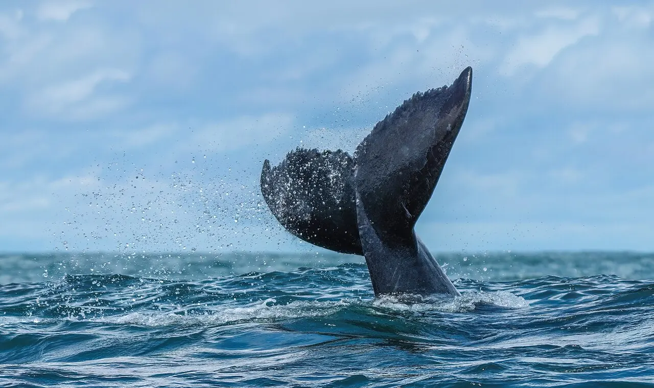 Humpback whale tail in Costa Rica's Pacific