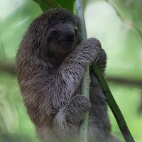 Three-toed sloth in Costa Rica