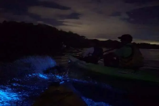 Bioluminescence glowing in the water
