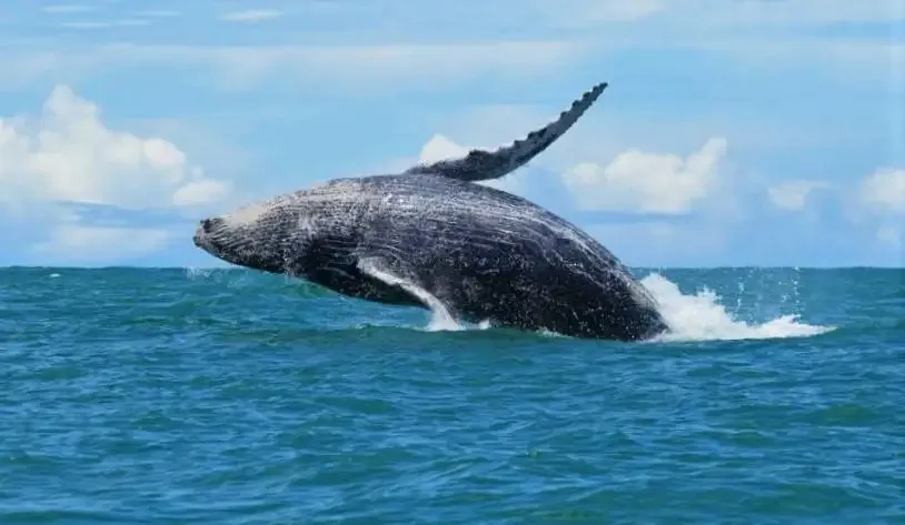 Whale and dolphin watching in Costa Rica's Nicoya Gulf