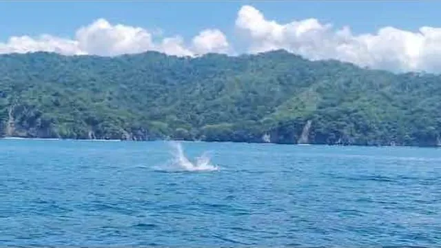 Dolphins at Isla Tortuga